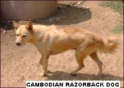 cambodian_razorback_dog.jpg