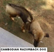 cambodian_razorback_dog_jellegzetes_csik..jpeg