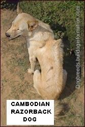 cambodian_razorback_dog_jellegzetes_csik.jpg