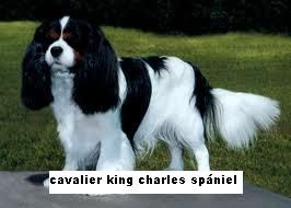 cavalier_king_charles_spaniel.jpeg