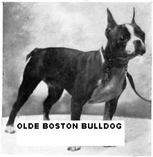 olde_boston_bulldog.jpeg