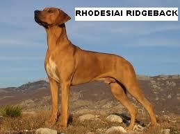 rhodesiai_ridgeback....jpeg