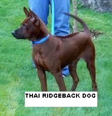 thai_ridgeback_dog.jpeg