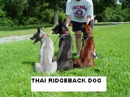 thai_ridgeback_jellegzetes_csik.jpeg