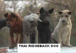 thai_ridgeback_kolykok.jpeg