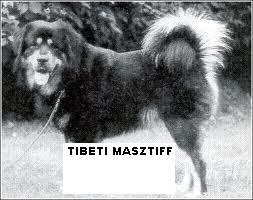 tibeti_masztif.jpeg